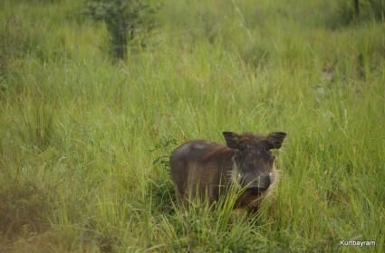 Küçük Gezgin ile Midilli  Küçük Gezgin ile Midilli
