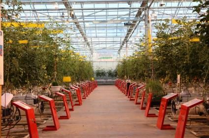 Tarımda Mucize Yaratan Ülke: Hollanda