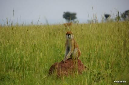 Murchison Falls Milli Parkı, Kuzey Uganda  Murchison Falls Milli Parkı, Kuzey Uganda