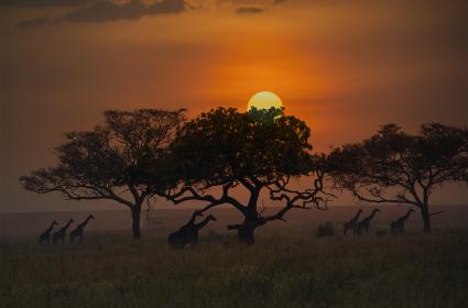 Bir Hayalin Peşinde: Serengeti Milli Parkı 