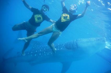 Cebu Adası'nda Oslob Balina Köpekbalığı Dalışı Cebu Adası'nda Oslob Balina Köpekbalığı Dalışı