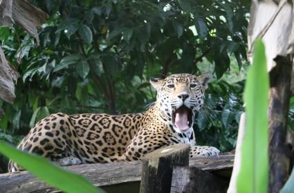 Belize Gezisi Belize Gezisi