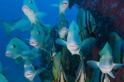 Dünyanın En İyi Dalış Noktalarından Biri: Raja Ampat  Dünyanın En İyi Dalış Noktalarından Biri: Raja Ampat