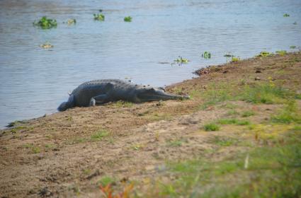 Chitwan'da Gerçek Yaban Hayatı  Chitwan'da Gerçek Yaban Hayatı