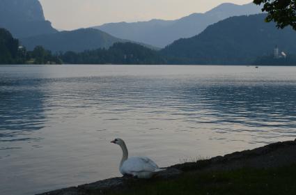 İlk Görüşte Aşk: Ljubljana 