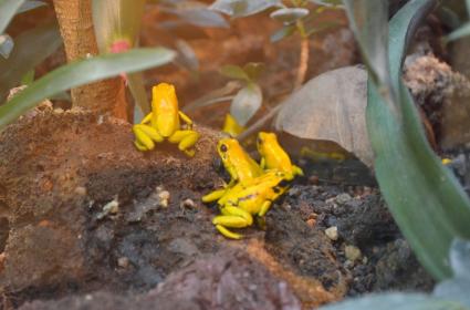 Novodevichy Mezarlığı, Manastırı ve Parkı: Moskova 