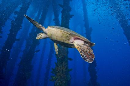 Rihanna'nın Ülkesine Ziyaret: Barbados  Rihanna'nın Ülkesine Ziyaret: Barbados