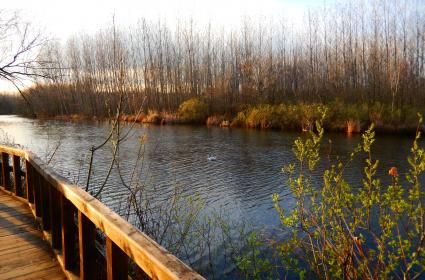 Türkiye&#039;nin En Büyük Longozu: Acarlar, Sakarya 