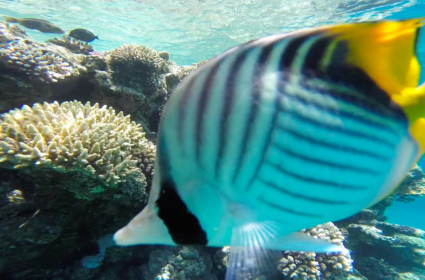 Su Altı Cenneti Sharm El Sheikh  Su Altı Cenneti Sharm El Sheikh