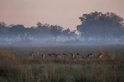 Zıtlıklar Ülkesi Botswana - Maun 