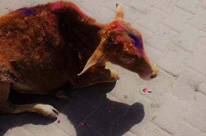 Rishikesh'te Holi Fest: İyiliğin Kötülüğü Yenmesi  Rishikesh'te Holi Fest: İyiliğin Kötülüğü Yenmesi