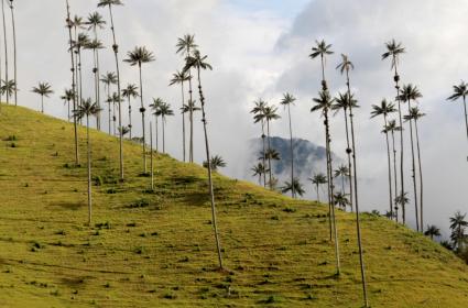 Salento ve Cocora Vadisi  Salento ve Cocora Vadisi