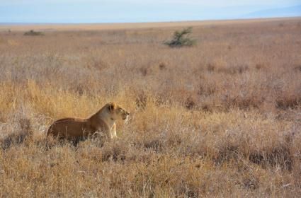 Safari Gezimiz Bölüm 3 - Serengeti Düzlükleri  Safari Gezimiz Bölüm 3 - Serengeti Düzlükleri