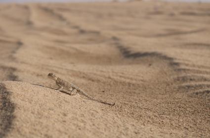 Doğası ve Kültürüyle Kuveyt 