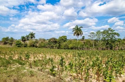 Küba Güncesi: Pinar del Rio ve Vinales  Küba Güncesi: Pinar del Rio ve Vinales