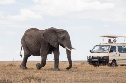 Masai Mara&#039;da Safari 