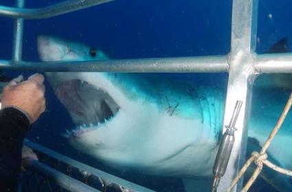 Büyük Beyazın Vatanına Yolculuk 