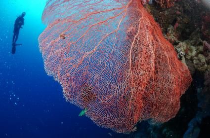 Filipinler&#039;de Makro Fotoğraf Peşinde - Manila 