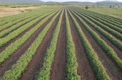 Gül Hasadı Döneminde Isparta