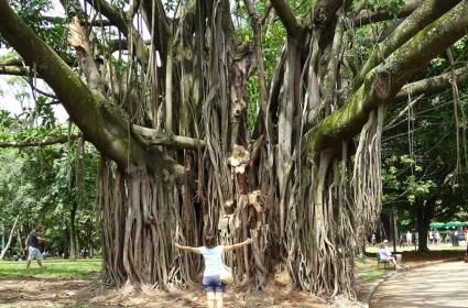 Sao Paulo Notları  Sao Paulo Notları