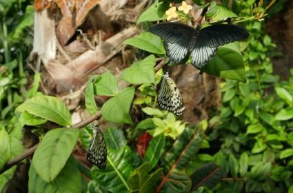 Konya Tropikal Kelebek Bahçesi