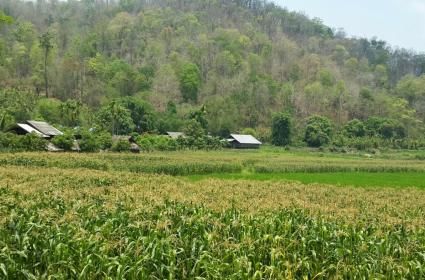 Tayland&#039;ın Kültür Başkenti: Chiang Mai 