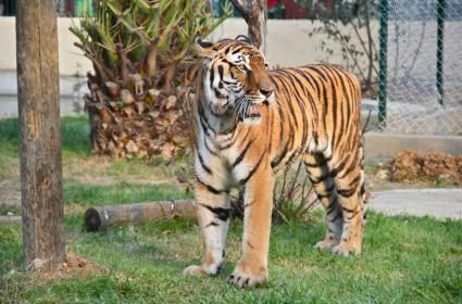 Darıca Hayvanat Bahçesi 