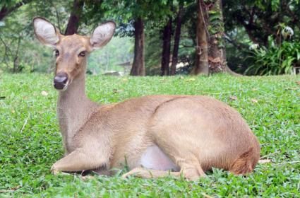 Geyik Parkı (Dyrehaven) 