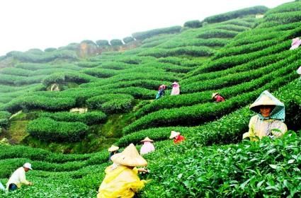 Çay Tarlaları