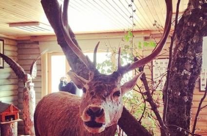 Abant Doğal Yaşam Müzesi