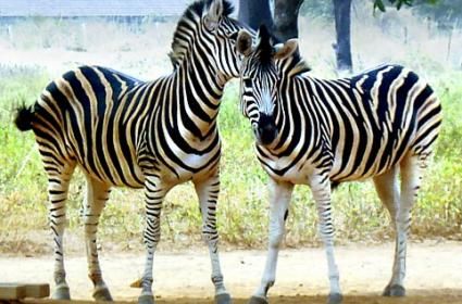 ULUSAL ÇOCUK PARKI VE HAYVANAT BAHÇESİ