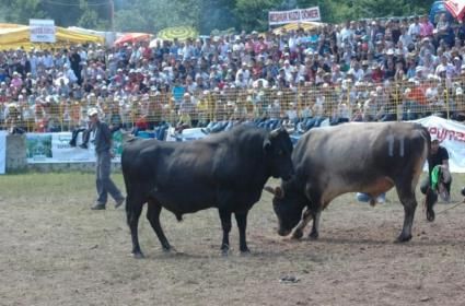 Türkiye’deki tek boğa güreşi yapılan arena hangi ilde yer almaktadır? 