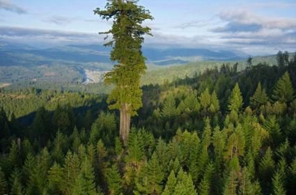 Dünyanın en uzun ağacı nerede yer almaktadır? 