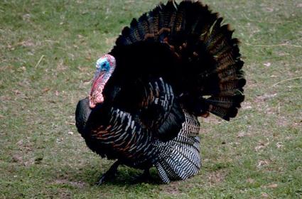 İngilizce'de hindiye neden “Turkey” deniliyor? 