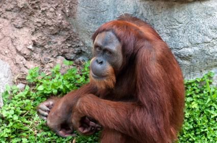 Endonezya&#039;da sayıları 60&#039;tan az olan ve soyları tükenme tehlikesiyle karşı karşıya kalan hayvanlar hangileridir? 
