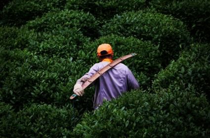 Dünya&#039;nın en fazla çay üreten ülkesi hangisidir? 