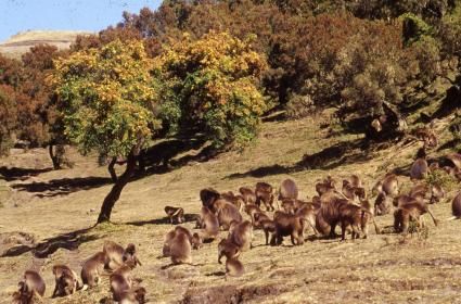 Etiyopya Dünya Mirasları 