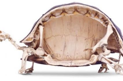 Yavaş Akrabalarımız Kaplumbağalar Hakkında Birtakım Bilgiler 