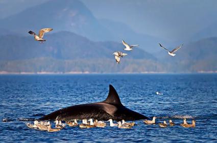 En Devasa Memeli Sınıfı Üyeleri Olan Balinalar Hakkında 13 Bilgi 