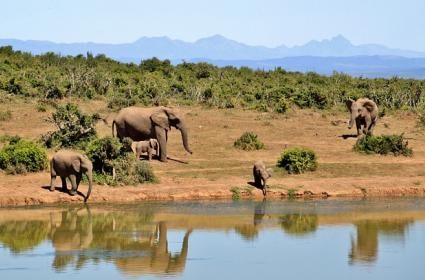 Afrika&#039;nın Vahşi Yaşam Parkları 