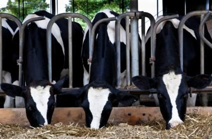 Kakalardan 1.000 Eve Yetecek Kadar Enerji Üreten Mandıra 