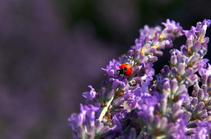 Keçiborlu Lavanta İle Kalkınıyor Projesi  Keçiborlu Lavanta İle Kalkınıyor Projesi