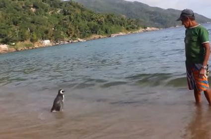 Hayatını Kurtaran Adamı Görmek İçin Her Yıl 8.000 Km Yüzen Penguen Dindim  Hayatını Kurtaran Adamı Görmek İçin Her Yıl 8.000 Km Yüzen Penguen Dindim