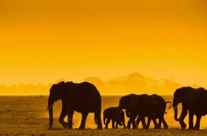 İnsan Kara Kıta Afrika'ya Neden Gider?  İnsan Kara Kıta Afrika'ya Neden Gider?