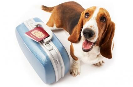 Hayvan Dostlarımızla Seyahat 