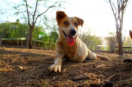 Medeniyetin Gözleri 