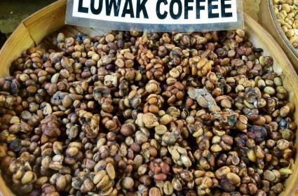 Dünyanın En Pahalı Kahvesi Kopi Luwak  Dünyanın En Pahalı Kahvesi Kopi Luwak