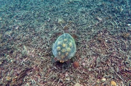 Koh Tao&#039;da Dalış Eğitimi 