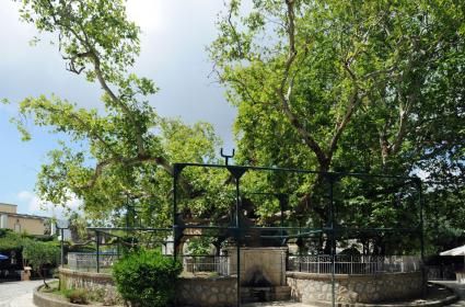 Yalanın Daniskası: Hipokrat Ağacı  Yalanın Daniskası: Hipokrat Ağacı