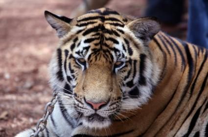 Afrika Hakkında 25 İlginç Gerçek 